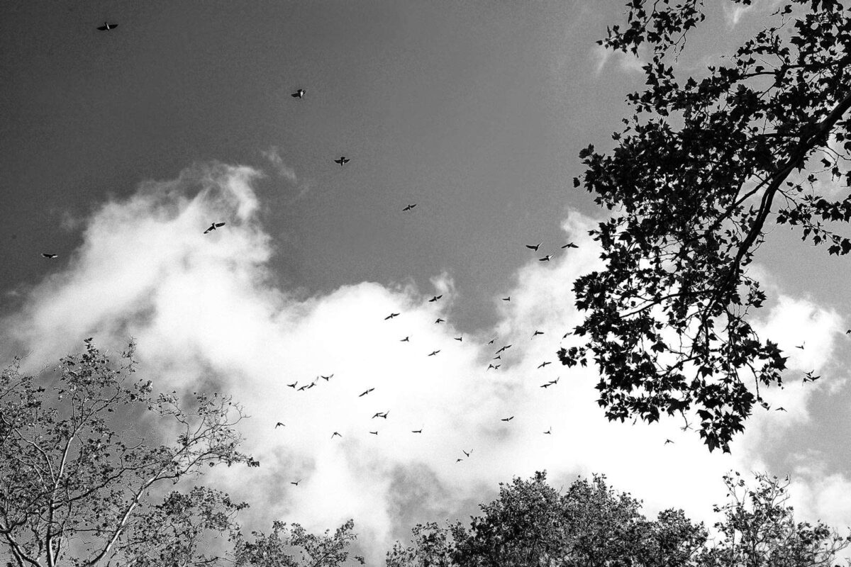 Per le strade di New York il matrimonio di Francesca e Giuseppe