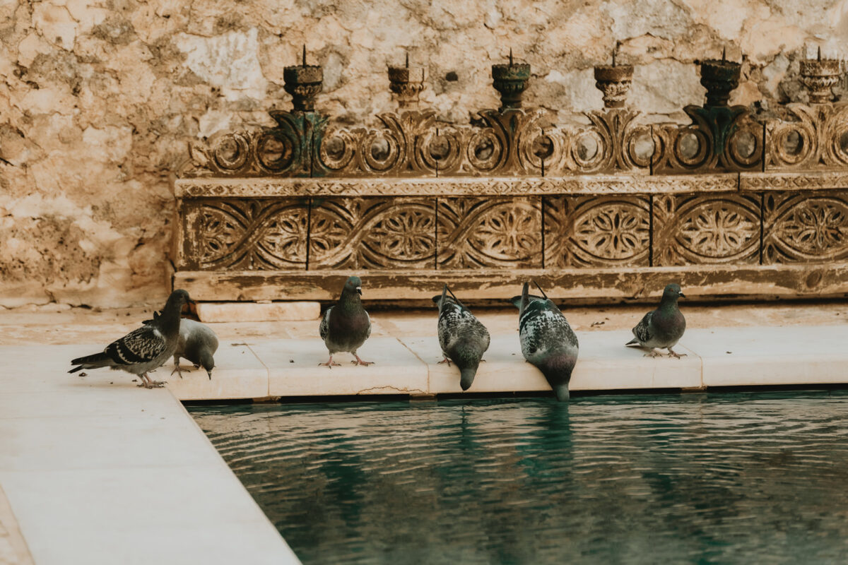 Destination Wedding in Puglia: Persian Tradition Meets Italian Elegance