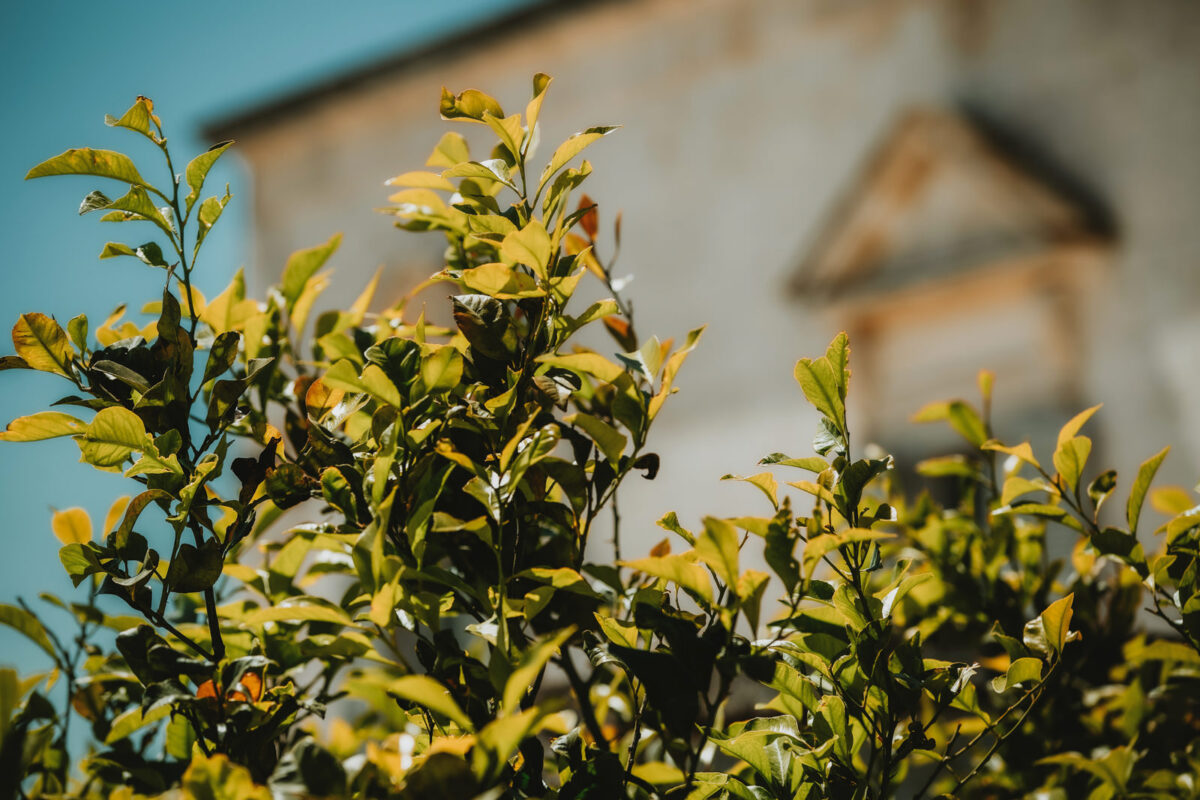Destination Wedding in Puglia: Persian Tradition Meets Italian Elegance